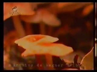 Psiconautas -  Cogumelos Mágicos - Canal Infinito