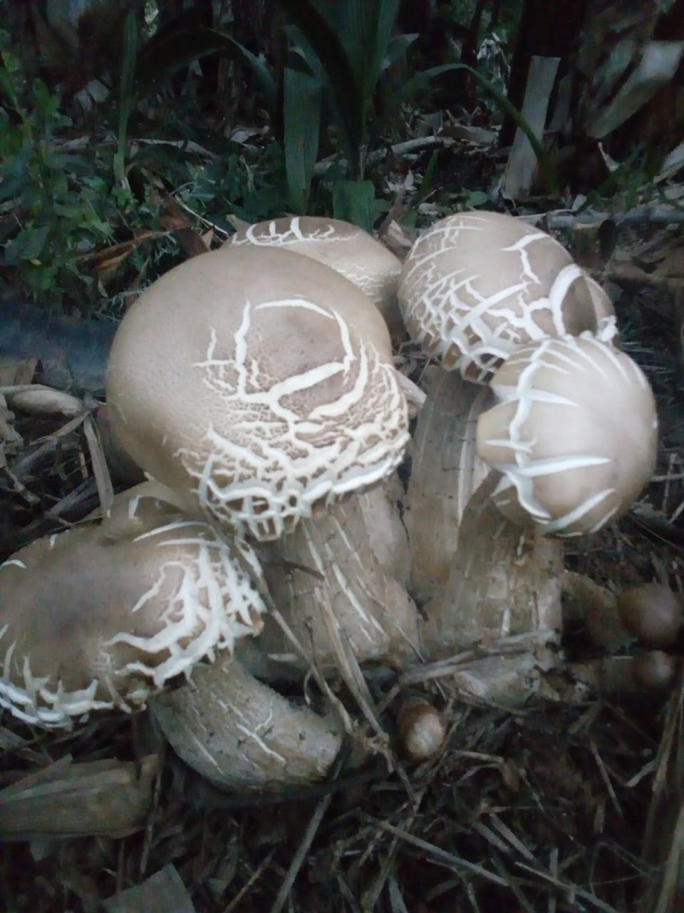 Olá!! Alguém pode me ajudar a identificar esse cogumelo que apareceu debaixo das bananeiras do sitio da minha tia? Não encontrei na lista daqui :/ Eles são bem grandes!